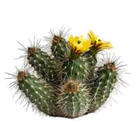 Coryphantha Echinus Bush Isolated on Transparent Background png