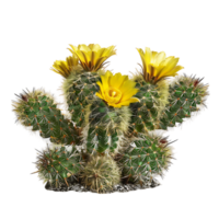 Coryphantha Echinus Isolated on Transparent Background png