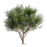 Psorothamnus Spinosus on Transparent Background Cutout png