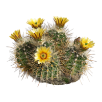 Coryphantha Echinus with Clear Background png