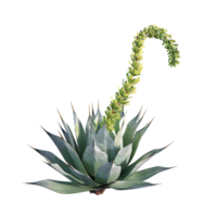 Agave Attenuata Isolated on Clear Background png
