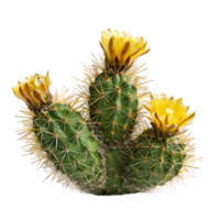 Coryphantha Echinus Bush with Transparent Background png