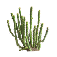 Bergerocactus Emoryi on Transparent Background png