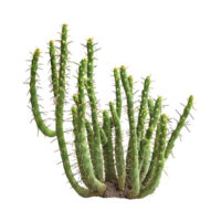 Bergerocactus Emoryi Isolated on Clear Background png