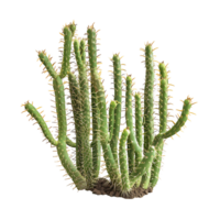 Bergerocactus Emoryi Bush Isolated on Clear Background png