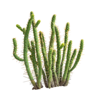 Bergerocactus Emoryi Isolated on Transparent Background png