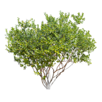 Larrea Cuneifolia Tree on Clear Background png