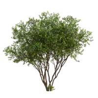 Larrea Divaricata Tree Isolated on Transparent Background png