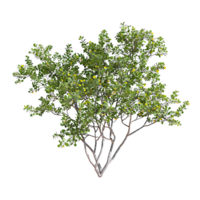 Larrea Cuneifolia with Transparent Background png