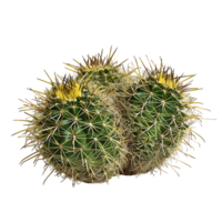 Coryphantha Echinus Bush on Clear Background png
