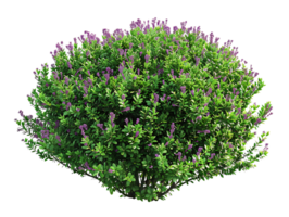 Leucophyllum Frutescens with Clear Background png
