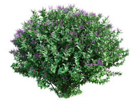 Leucophyllum Frutescens Bush with Clear Background png
