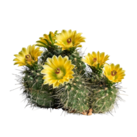 Coryphantha Echinus on Transparent Background png