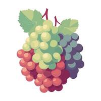 Fresh grape bunches on leafy green backdrop isolated vector