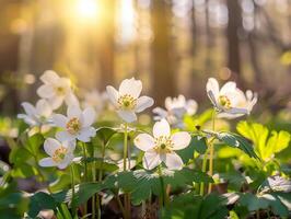 A field of white flowers with green leaves and a bright sun shining on them photo