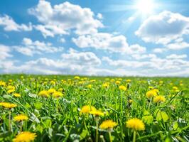 A field of yellow flowers with a bright blue sky in the background photo