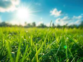 A field of green grass with the sun shining brightly on it photo