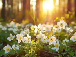 A field of white flowers is bathed in sunlight photo