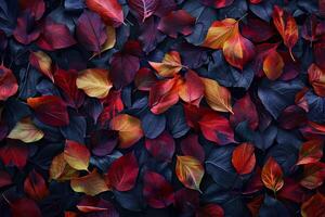 autumn leaves background photo