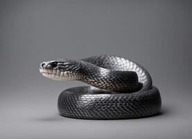A black snake coiled against a gray background photo