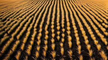 Aerial view of green grass field with long shadows during golden hour. Pattern of rows of plants in a cultivated field. photo