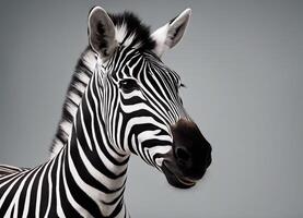 A photorealistic portrait of a zebra against a gray background photo