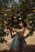 A woman picking oranges in an orchard on a sunny day surrounded by lush greenery and citrus trees photo