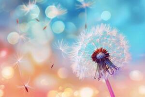 Dandelion seeds floating in the air with a colorful background photo