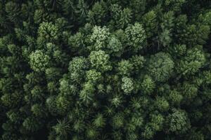 Aerial view of dense green forest canopy photo