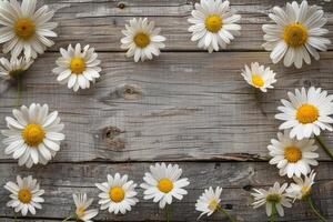 Daisies arranged on rustic wooden background photo