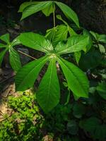 Close up of green cassava leaves in the garden. Fresh cassava leaves in nature photo