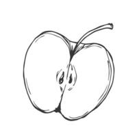 Apple slice ink sketch. Black line fruits illustration set. Graphic sketch in hand drawn style. Fresh tropical elements on white background. vector