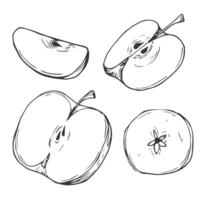 Apple slice ink sketch. Black line fruits illustration set. Graphic sketch in hand drawn style. Fresh tropical elements on white background. vector
