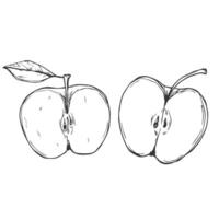 Apple slice ink sketch. Black line fruits illustration set. Graphic sketch in hand drawn style. Fresh tropical elements on white background. vector
