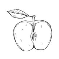 Apple slice ink sketch. Black line fruits illustration set. Graphic sketch in hand drawn style. Fresh tropical elements on white background. vector