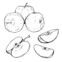 Apple slice ink sketch. Black line fruits illustration set. Graphic sketch in hand drawn style. Fresh tropical elements on white background. vector