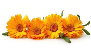 Calendula flowers isolated on white background. photo