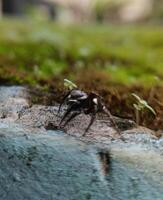 A small black spider, delicate and unassuming, silently weaves its intricate web. Its tiny legs move with precision, creating a delicate tapestry of silk that glistens in the light. photo