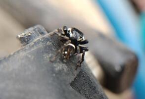 A small black spider, delicate and unassuming, silently weaves its intricate web. Its tiny legs move with precision, creating a delicate tapestry of silk that glistens in the light. photo