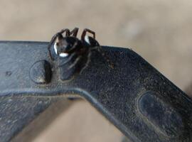 A small black spider, delicate and unassuming, silently weaves its intricate web. Its tiny legs move with precision, creating a delicate tapestry of silk that glistens in the light. photo