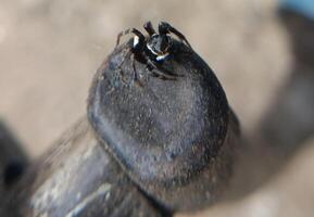 A small black spider, delicate and unassuming, silently weaves its intricate web. Its tiny legs move with precision, creating a delicate tapestry of silk that glistens in the light. photo