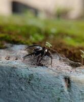 A small black spider, delicate and unassuming, silently weaves its intricate web. Its tiny legs move with precision, creating a delicate tapestry of silk that glistens in the light. photo