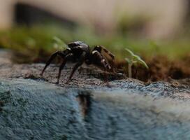 A small black spider, delicate and unassuming, silently weaves its intricate web. Its tiny legs move with precision, creating a delicate tapestry of silk that glistens in the light. photo