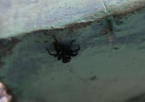 A small black spider, delicate and unassuming, silently weaves its intricate web. Its tiny legs move with precision, creating a delicate tapestry of silk that glistens in the light. photo