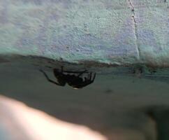 A small black spider, delicate and unassuming, silently weaves its intricate web. Its tiny legs move with precision, creating a delicate tapestry of silk that glistens in the light. photo