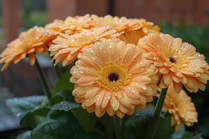 Vibrant Orange Gerbera Daisies with Dew Drops in a Garden Setting Perfect for Nature Prints and Stock Photography photo
