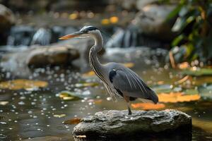 Great Blue Heron on Rock in Serene Pond with Waterfall and Lush Foliage Nature Photography for Print and Decor photo