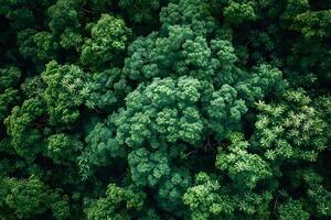 Lush Green Forest Aerial View - Nature, Serenity, and Environmental Conservation for Print and Design photo