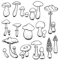 Collection of detailed mushrooms isolated on white background. Set of contour drawings with edible mushrooms vector