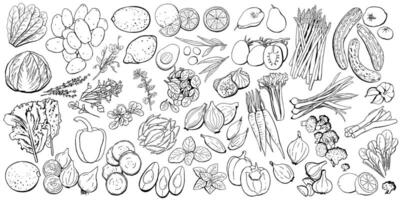 Vegetables and Fruits Outline Set. Illustration in black lines on white. Broccoli, onion, leek, tomato, garlic, carrots, pears, bell peppers, cabbage, potatoes, asparagus, celery apple for farm market vector